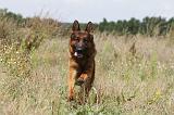 BERGER ALLEMAND 385